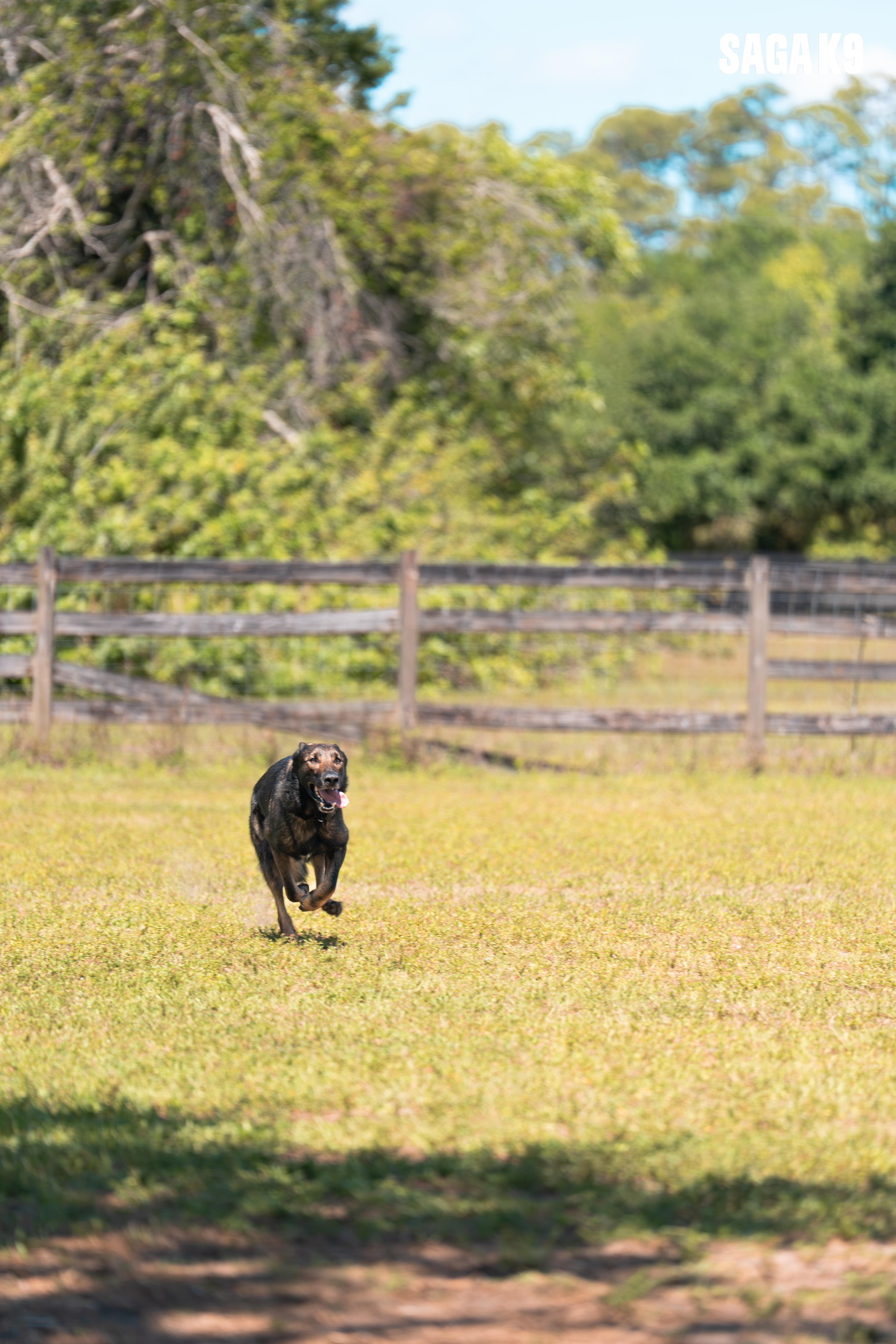 Enzo full-speed recall
