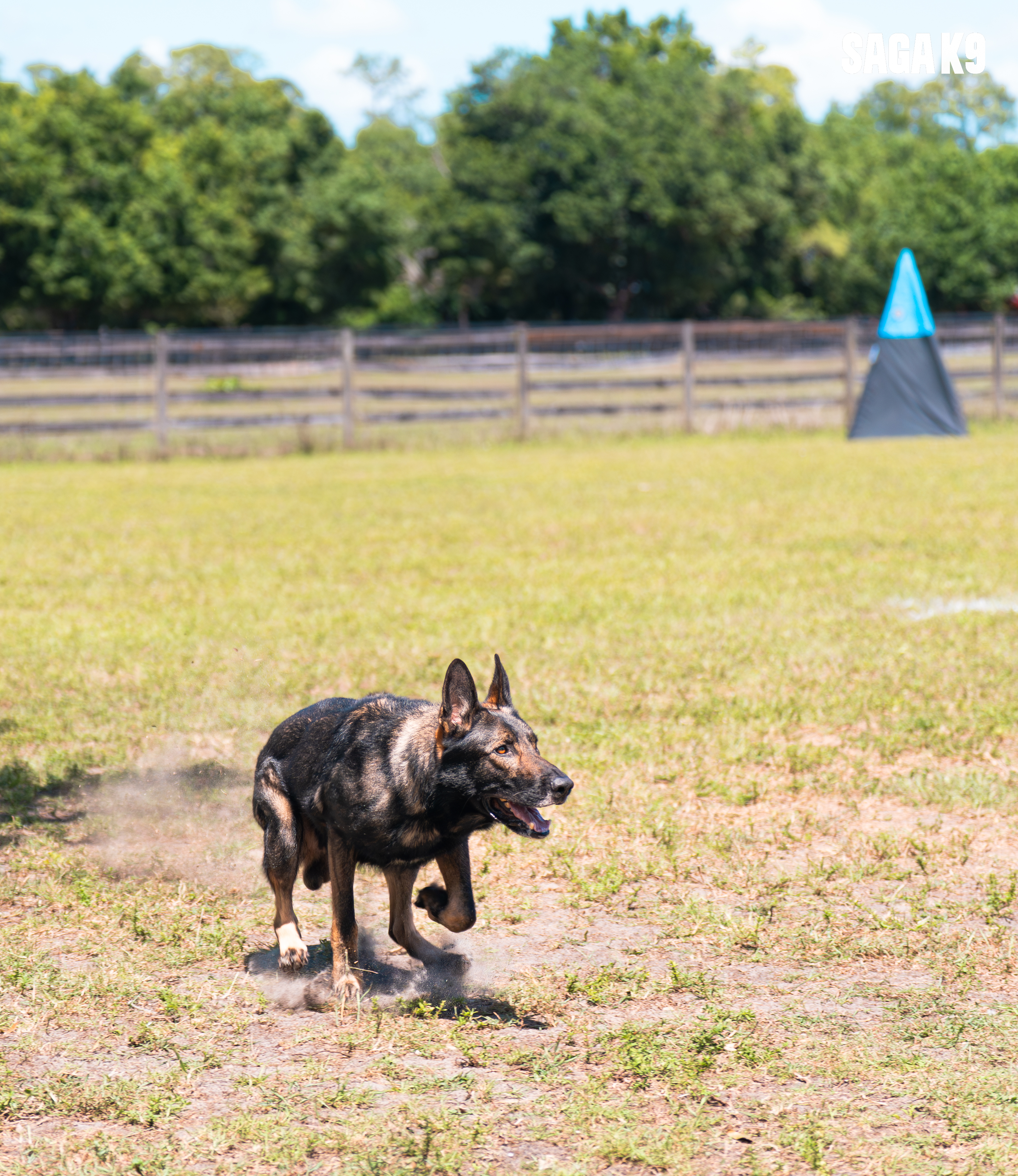 Enzo sprinting across the training field