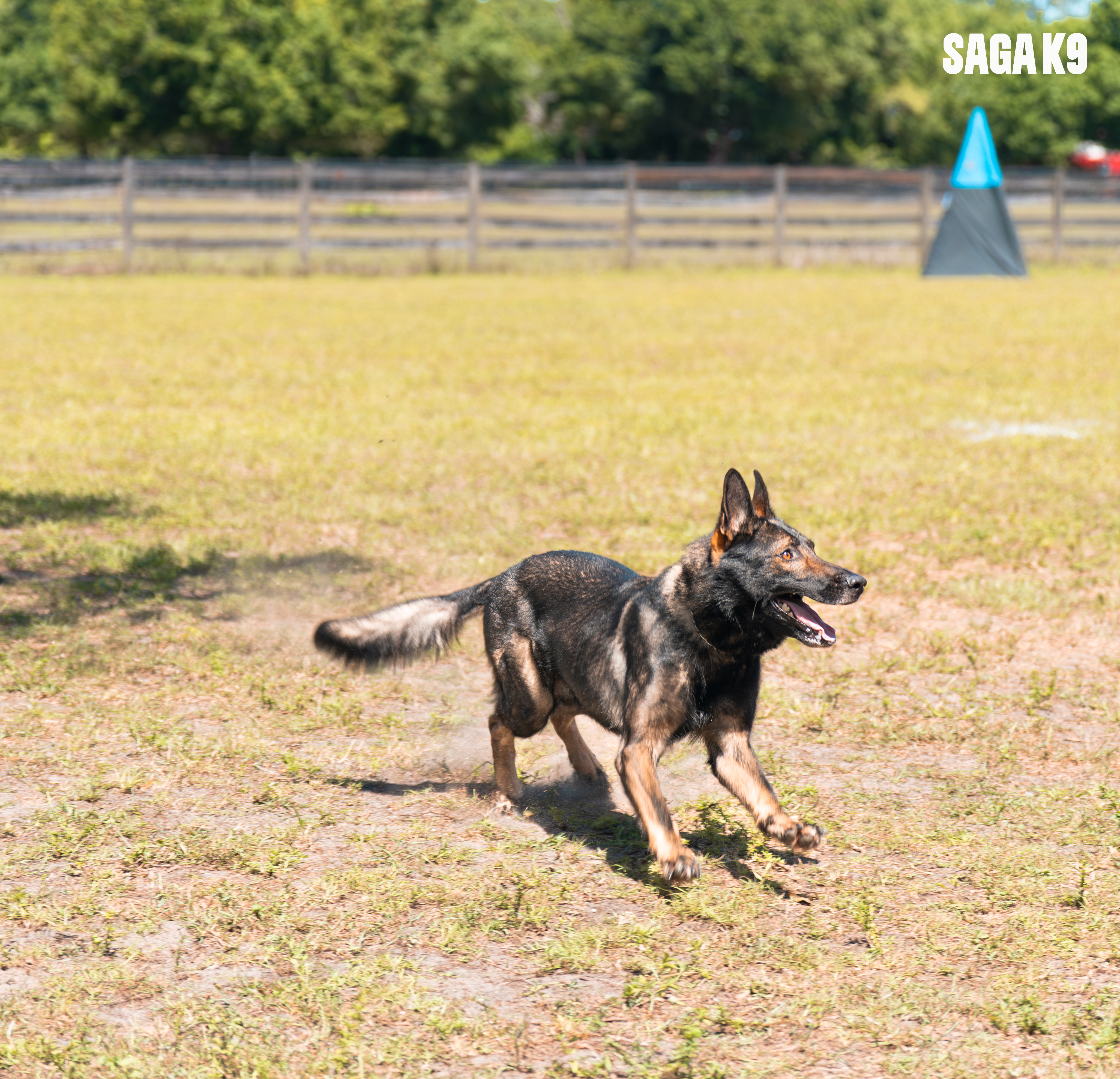 Enzo German Shepherd running full speed on training field