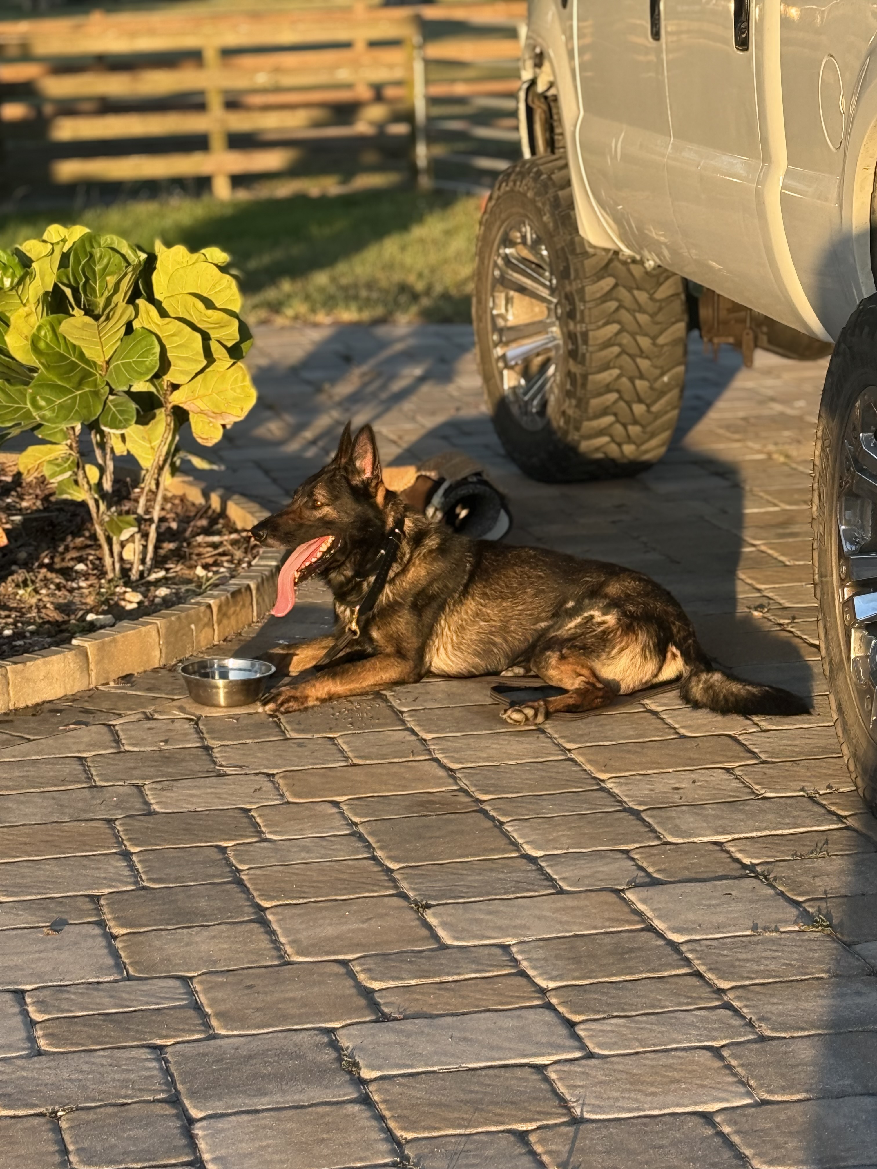 Enzo the German Shepherd resting after training