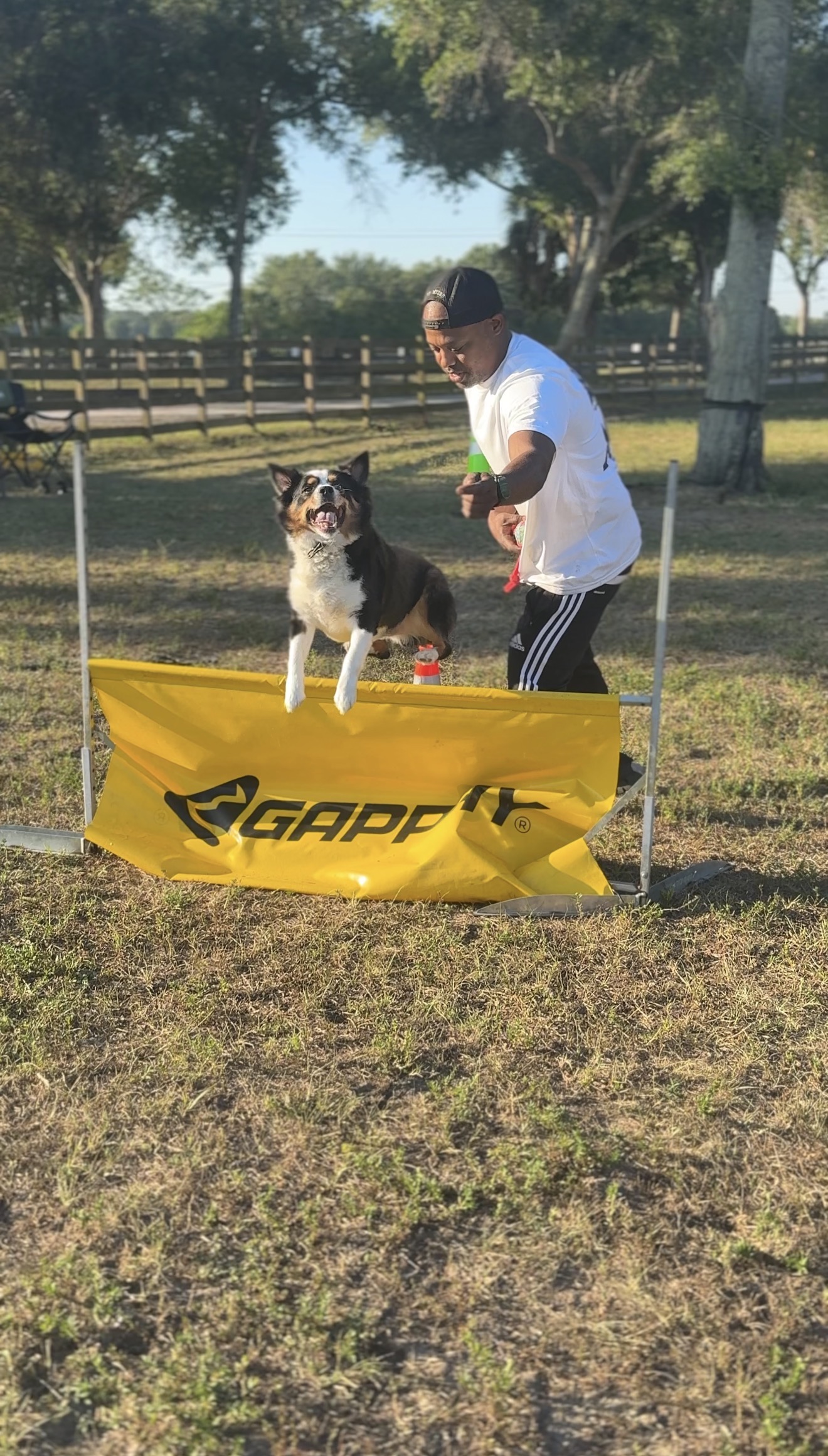 Dog clearing agility hurdle