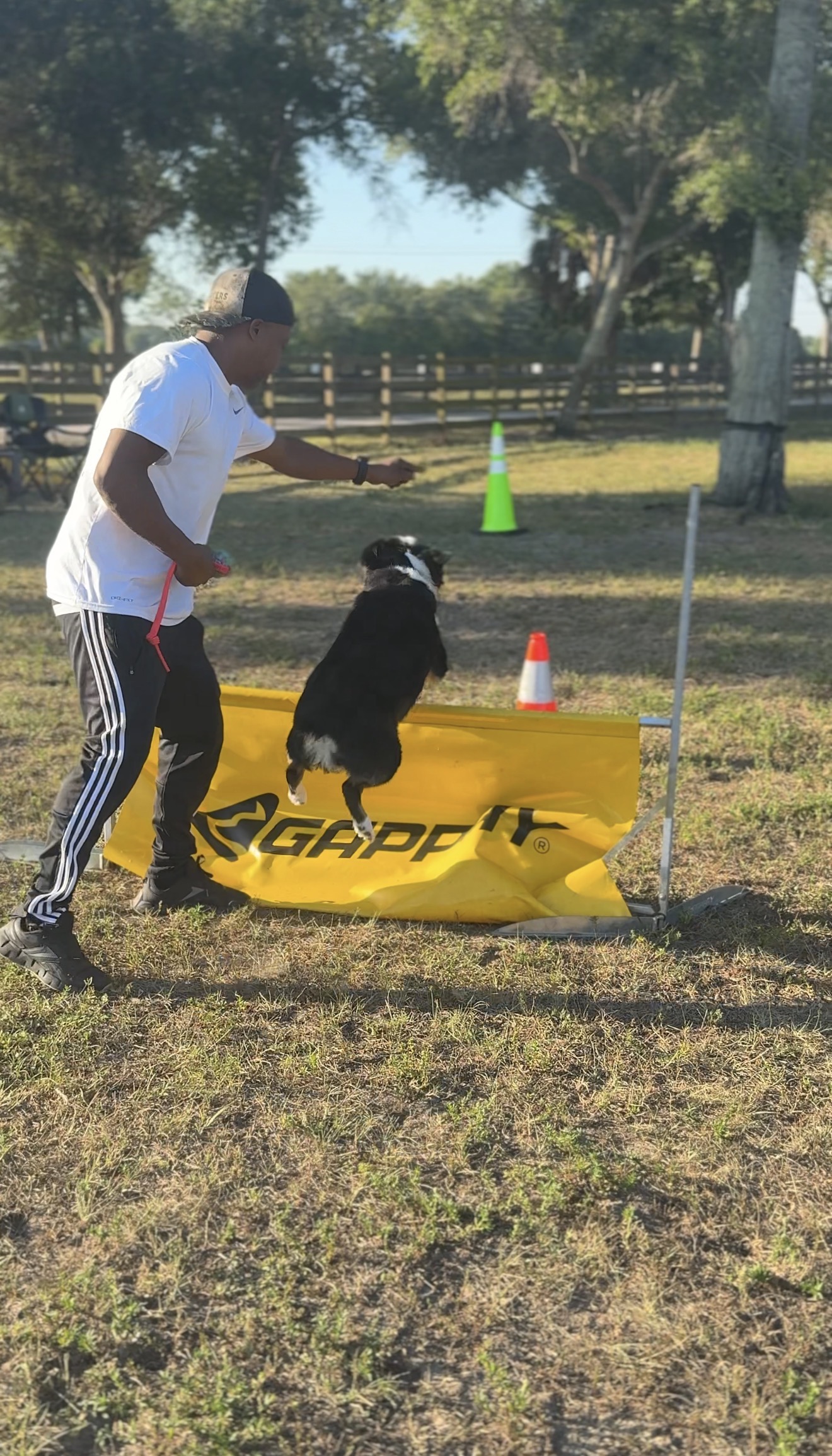 Australian Shepherd mid-jump