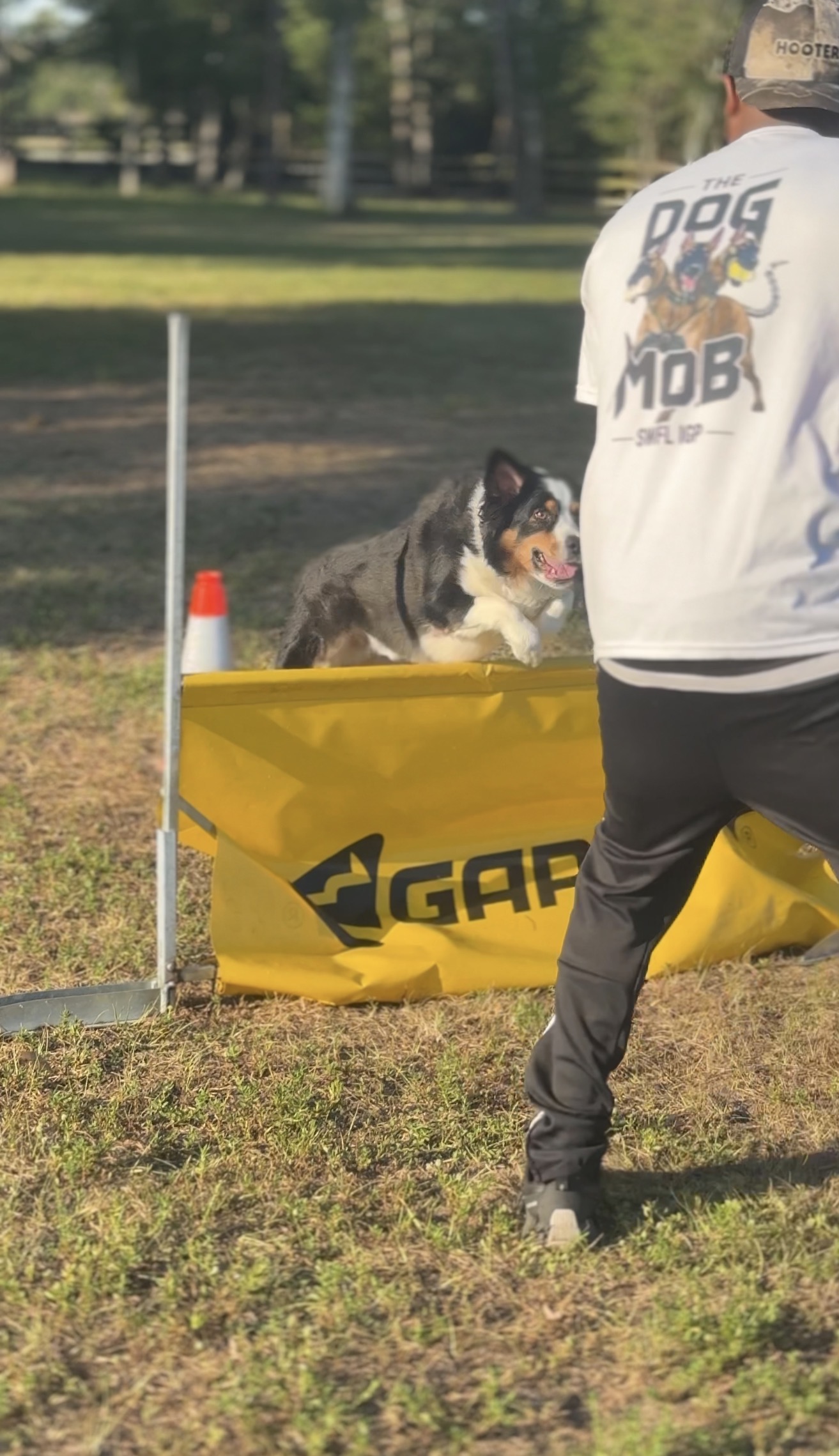 Dog launching over jump