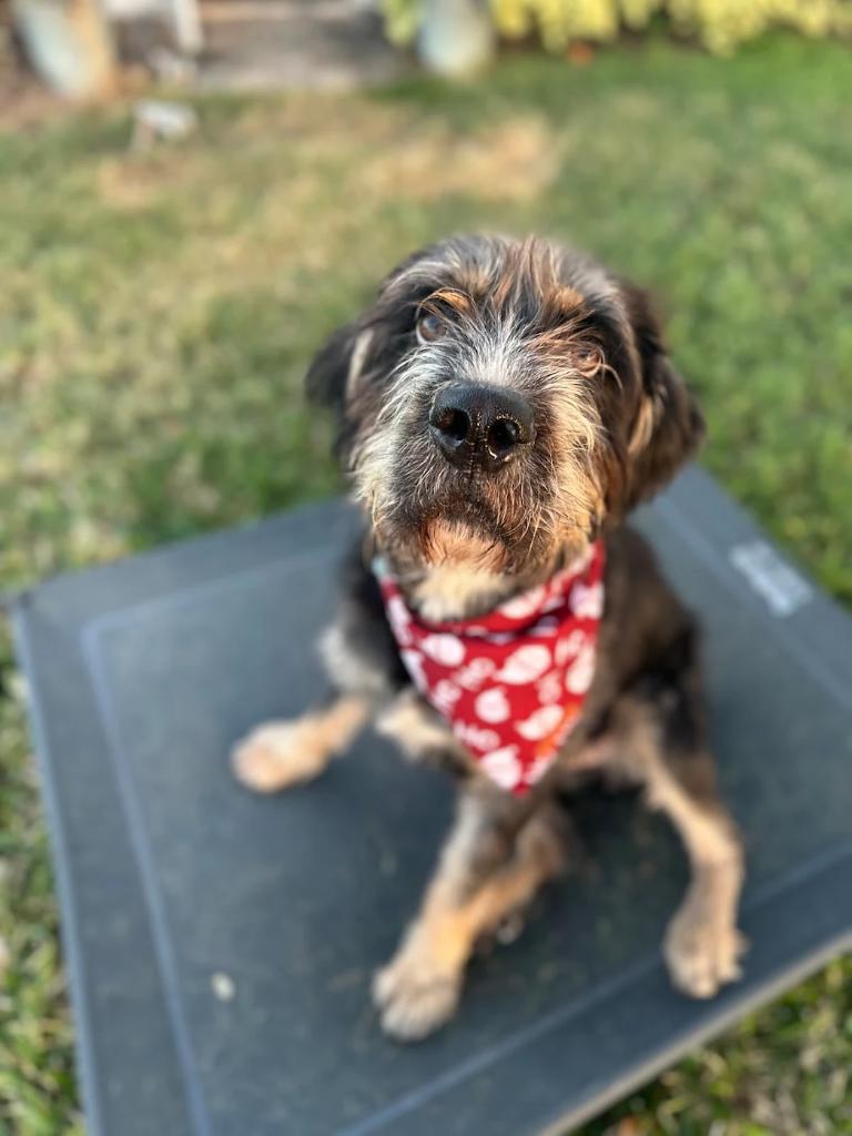 Kendall Norman's dog